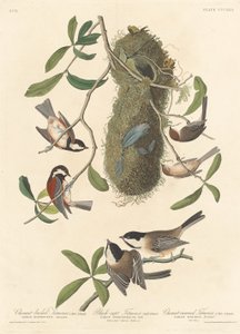 Sýkora kaštanově hřbetá, sýkorka černotemenná a sýkorka kaštanová, 1837. od Robert Havell