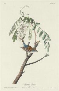Chipping Sparrow, 1831. od Robert Havell