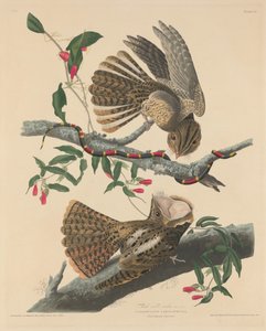 Vdova po Chucku Willovi, 1829. od Robert Havell