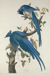 Columbia Jay, 1830. od Robert Havell