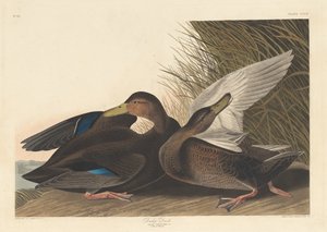 Tmavá kachna, 1836. od Robert Havell
