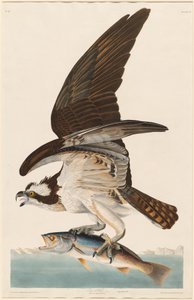 Fish Hawk, 1830. od Robert Havell
