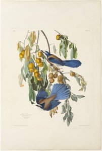 Florida Jay od Robert Havell