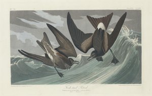 Vidlochvostý, 1835. od Robert Havell
