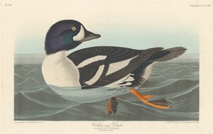 Kachna zlatooká, 1838. od Robert Havell