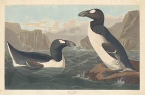 Velký Auk, 1836. od Robert Havell