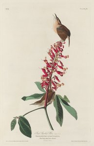 Velká Carolina Wren, 1830. od Robert Havell