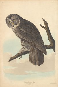 Velká Cinereous Owl, 1837. od Robert Havell
