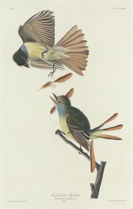 Muchař chocholatý, 1832. od Robert Havell