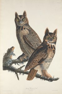 Velká rohatá sova, 1829.