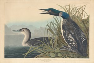Great Northern Diver nebo Loon, 1836. od Robert Havell