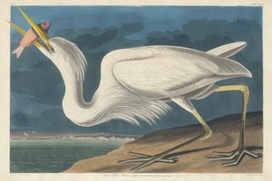 Velká bílá volavka, 1835. od Robert Havell