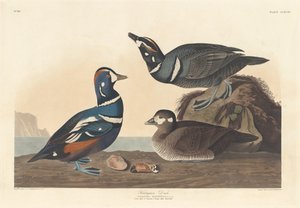 Kachna Harlekýn, 1836. od Robert Havell