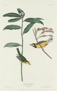 Hooded pěnice, 1831. od Robert Havell