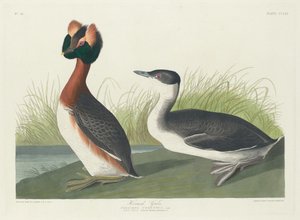 Potápka rohatá, 1835. od Robert Havell