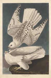 Island nebo Jer Falcon, 1837. od Robert Havell