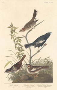 Lark Finch, Prairie Finch a Brown Song Sparrow, 1837. od Robert Havell
