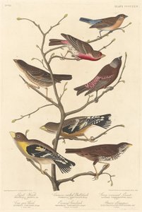 Lazuli Finch, 1838. od Robert Havell