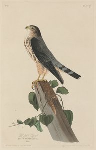 Malý desátník, 1829. od Robert Havell