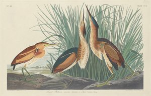 Nejméně Bittern, 1834. od Robert Havell