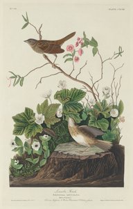 Lincoln Finch, 1834. od Robert Havell