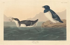 Malý Auk, 1836. od Robert Havell