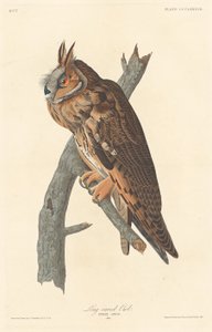 Sova ušatá, 1837. od Robert Havell