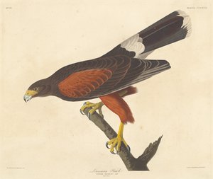 Louisiana Hawk, 1837. od Robert Havell