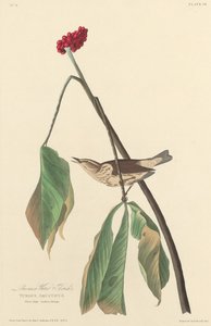 Louisiana Water Thrush, 1827. od Robert Havell