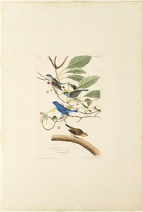 Samec Indigo Bird od Robert Havell
