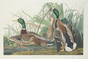 Kachna divoká, 1834. od Robert Havell