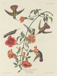 Kolibřík mangrovový, 1834. od Robert Havell