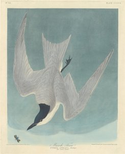 Marsh Tern, 1838. od Robert Havell