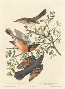 Mountain Mocking-bird and Varied Thrush, 1837. od Robert Havell