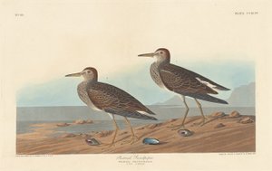 Jespák prsní, 1836. od Robert Havell