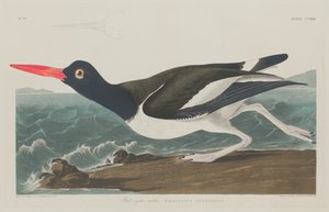 Ústřic strakatý, 1834.