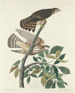 Pigeon Hawk, 1830. od Robert Havell