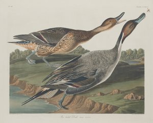 Špendlíková kachna, 1834. od Robert Havell