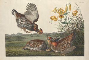 Pinnated Grous, 1834. od Robert Havell
