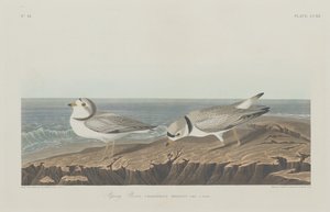 Piping Plover, 1834. od Robert Havell