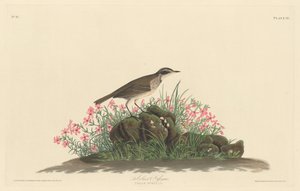 Prairie Titlark, 1830. od Robert Havell