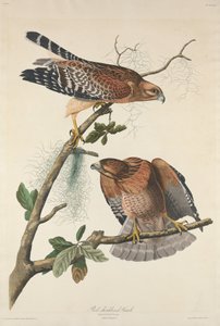 Jestřáb s červenými rameny, 1829. od Robert Havell