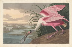 Roseate Spoonbill, 1836. od Robert Havell