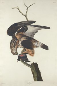 Sokol drsnonohý, 1833. od Robert Havell