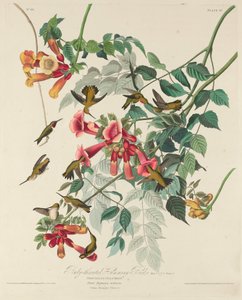 Kolibřík rubínový, 1828. od Robert Havell