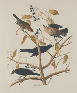Rusty Grakle, 1833. od Robert Havell