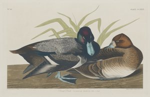 Scaup Duck, 1834. od Robert Havell