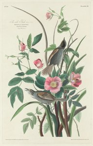 Finch u moře, 1830. od Robert Havell