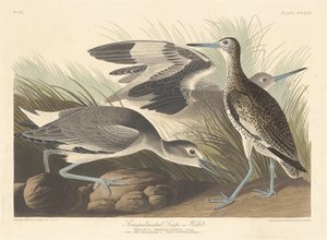 Polopalmovaný Snipe nebo Willet, 1835. od Robert Havell