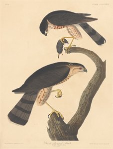 Jestřáb s ostrým leskem, 1837. od Robert Havell